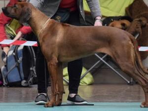 Rio at a Champ Show