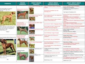Top quality pedigree of our puppies