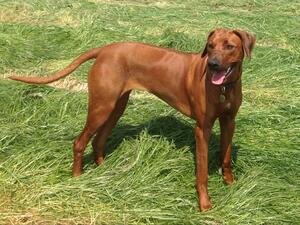 Kya in the meadow