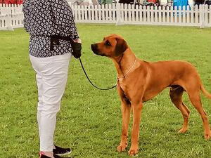 Midas won his class at a recent Ch Show
