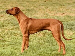 Our handsome Sire Midas