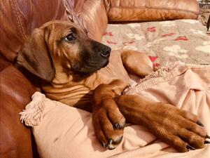 Mischievous home bred puppy Jazmin