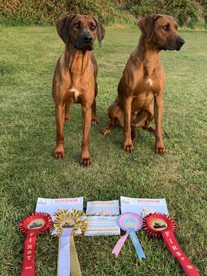 Successful day at Windsor Champ Show (Rio left)