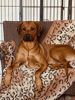 KING MIDAS LOOKING VERY REGAL x
