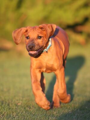 Happy Sire Midas at eight weeks old x