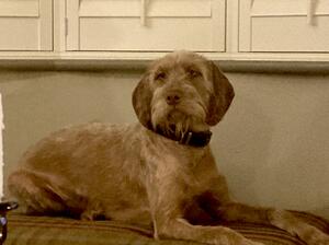 Peggy Sue