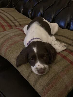 Bonnie the puppy relaxing