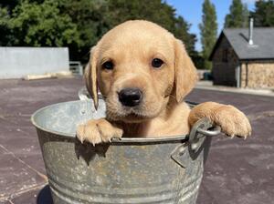 Puppy 5 weeks old