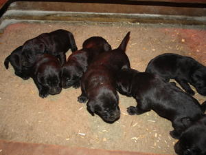 puupys