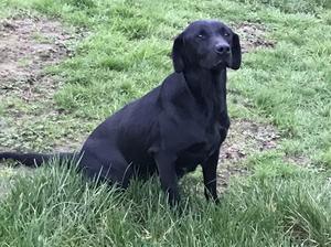 Lowerwheatly Tia. (Dam of puppyâ€™s )