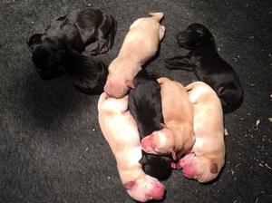 puppys 5 days
