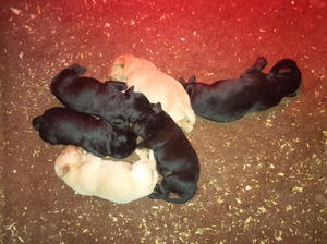puppys