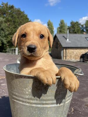 puppys 5 weeks old