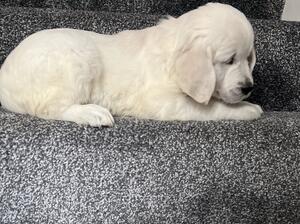 Riley's pups
