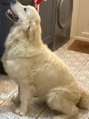 Sage is a super big dog