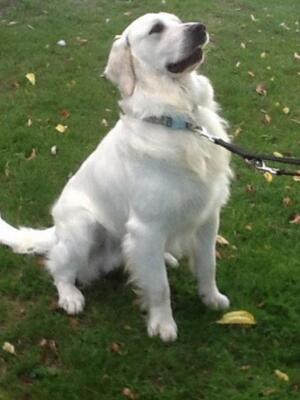 Golden Retrivever for stud