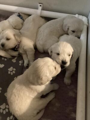 Pups at 3 weeks