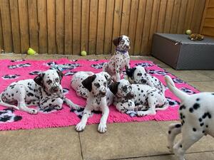 Personality tested as suitable support dogs