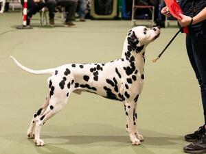 JW crufts show dog is sire to the pups