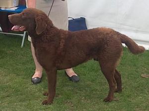 Rana BOB Windsor Champ Show 2011