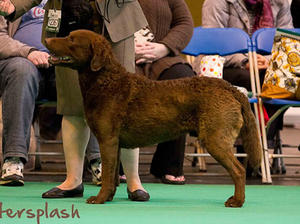 Rana CRUFTS 2013