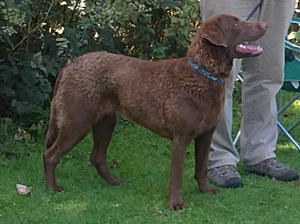 Lola Best In Breed EAGS Open Show 2011