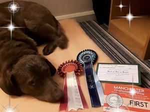 Best Dog at Manchester Champ Show 2018