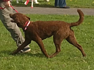 Lola EAGD 2011