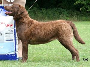 Top Chesapeake Puppy 2011