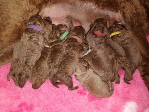 Yakov x Libby Pups