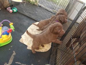 Pups 5 weeks old