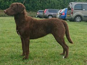 Reserve Best Puppy in Show URC 2016