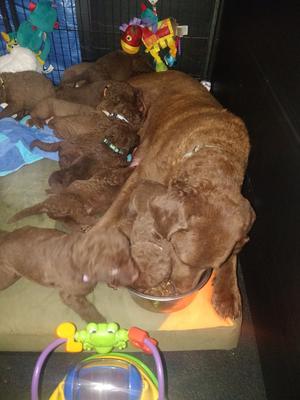 Fennel and pups 3 weeks old
