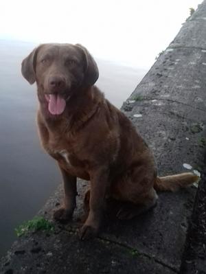 Archie