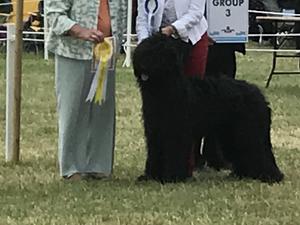 Bryn's First BOB at Cheshire Show