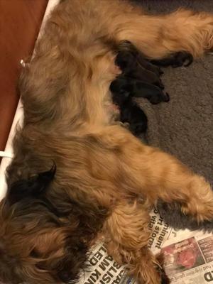 Cloud feeding pups few hours old