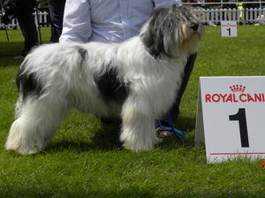 WILLOW DUTCH JUNIOR CHAMPION