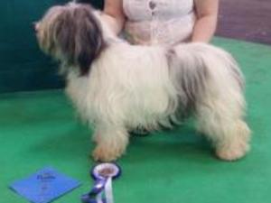 Willow Crufts 2012