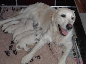 Orla with puppies