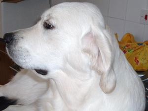 Nilla Orla's Daughter