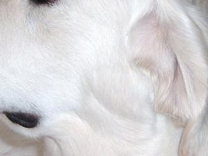 Mother, Nilla