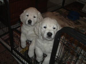 Puppies from Orla's last litter by the same father