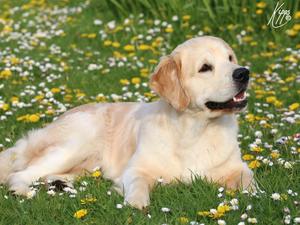 Sire of the litter, Diamond