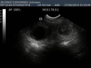 Puppy scan