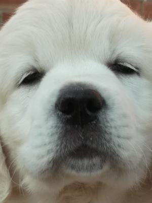 Puppy from last litter