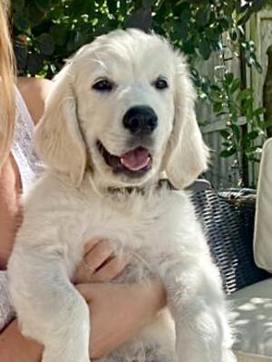 Toseland puppy