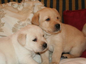 Pups 4 weeks old