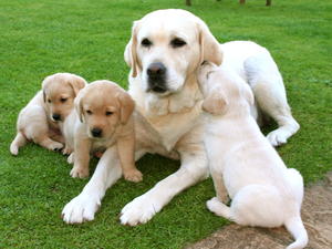 Sophie and her pups