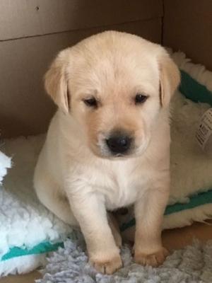 one of the 5 pups
