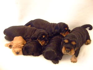 The lovely pups!